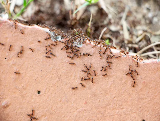 Dedetização de Formigas em SP